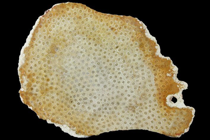 Polished, Fossil Coral Slab - Indonesia #121919